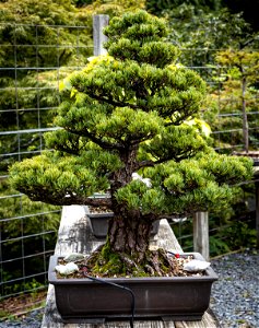 Day 295 - Bonsai photo