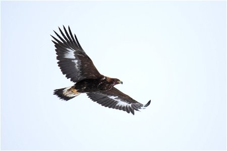 Golden Eagle in Flight on the National Elk Refuge photo