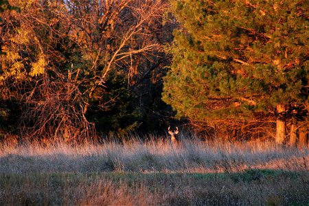 White-tailed Deer Buck Karl E. Mundt NWR photo