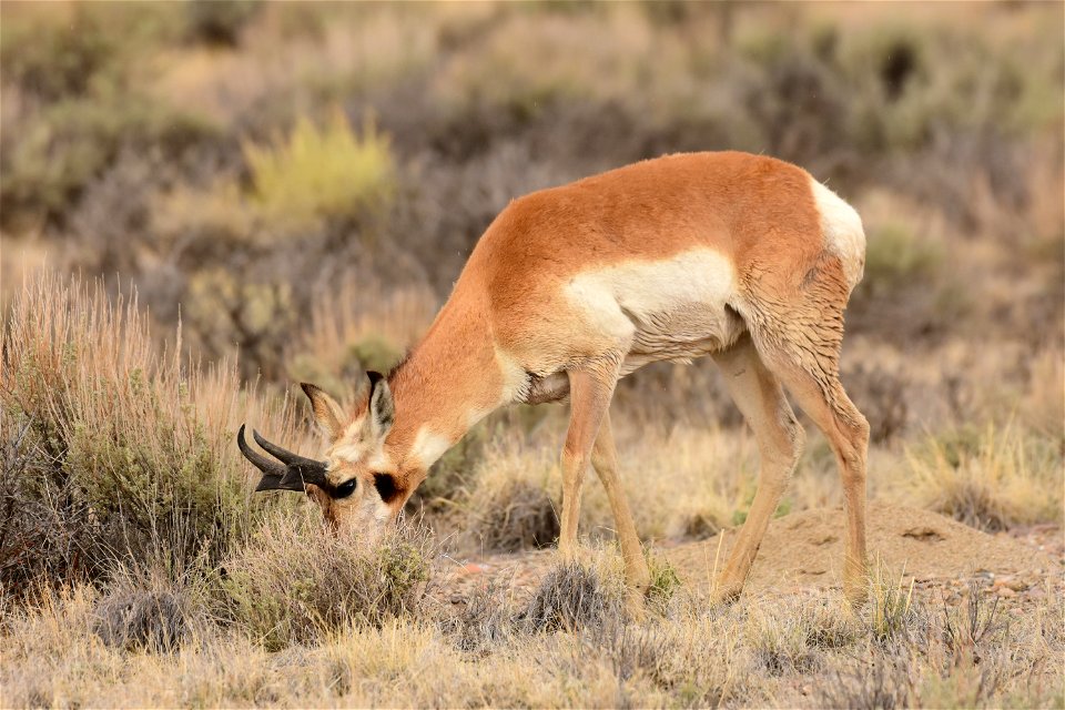 Pronghorn at Seedskadee National Wildlife Refuge