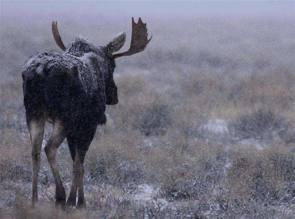 Moose at Seedskadee National Wildlife Refuge