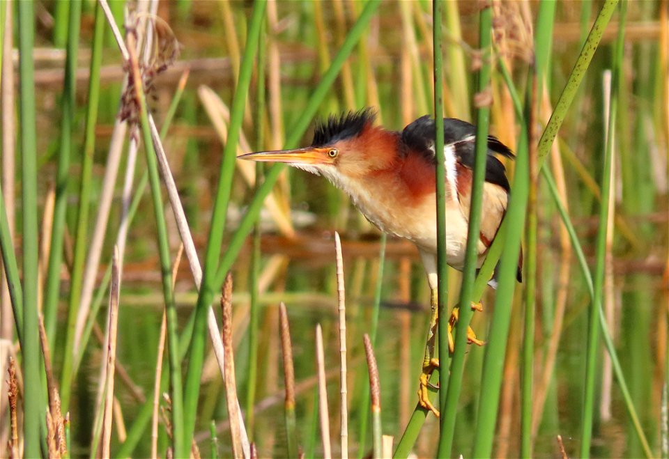 Least Bittern photo