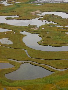 Izembek wetlands