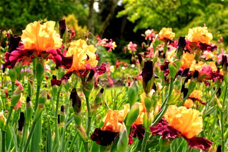 Schreiner's Iris garden, Oregon photo