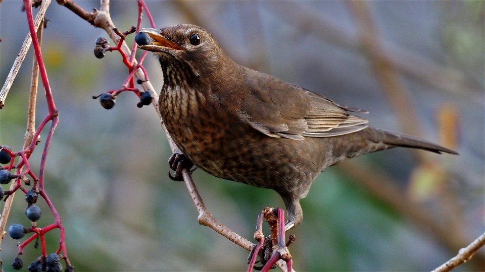 Die Amsel nascht noch die letzten Hartriegelbeeren
