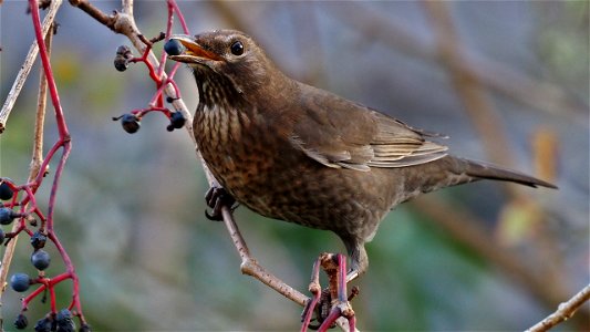 Die Amsel nascht noch die letzten Hartriegelbeeren