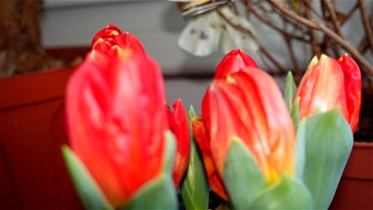 tulips_lalele-2023_0219_164531