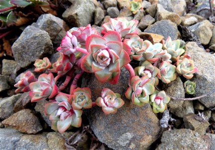 020 - POINT ST GEORGE (10-08-2021) from the south lookout point -03 broad-leafed stonecrop (sedum spathulithfolium)
