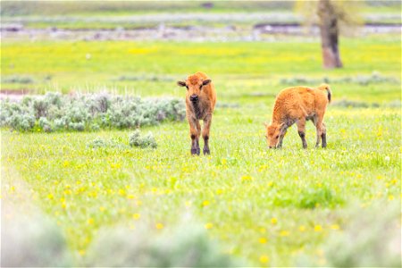 Bison calves in Lamar Valley
