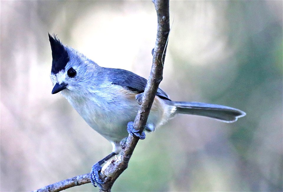 682 - BLACK-CRESTED TITMOUSE (01-14-2022) national butterfly center, hidalgo co, tx -04