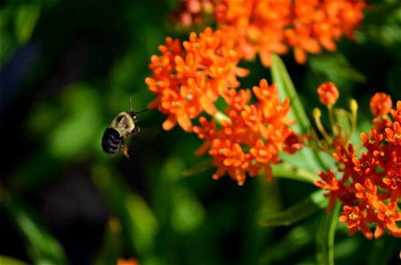 bumble bee on butterflyweed photo