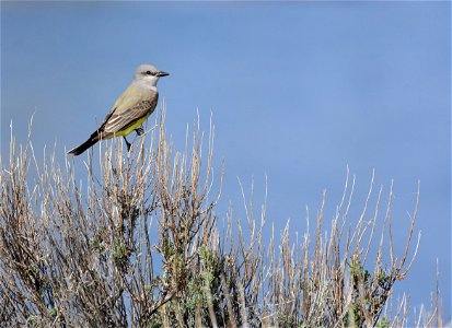 Western kingbird on Seedskadee National Widlife Refuge