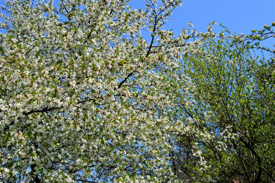 Spring ,April 2023