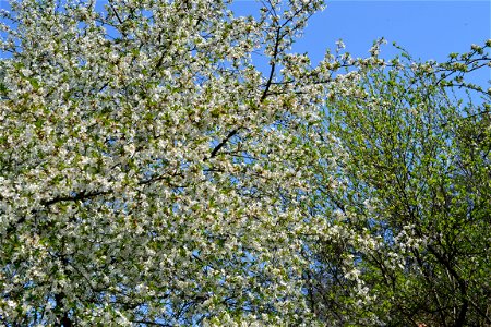 Spring ,April 2023
