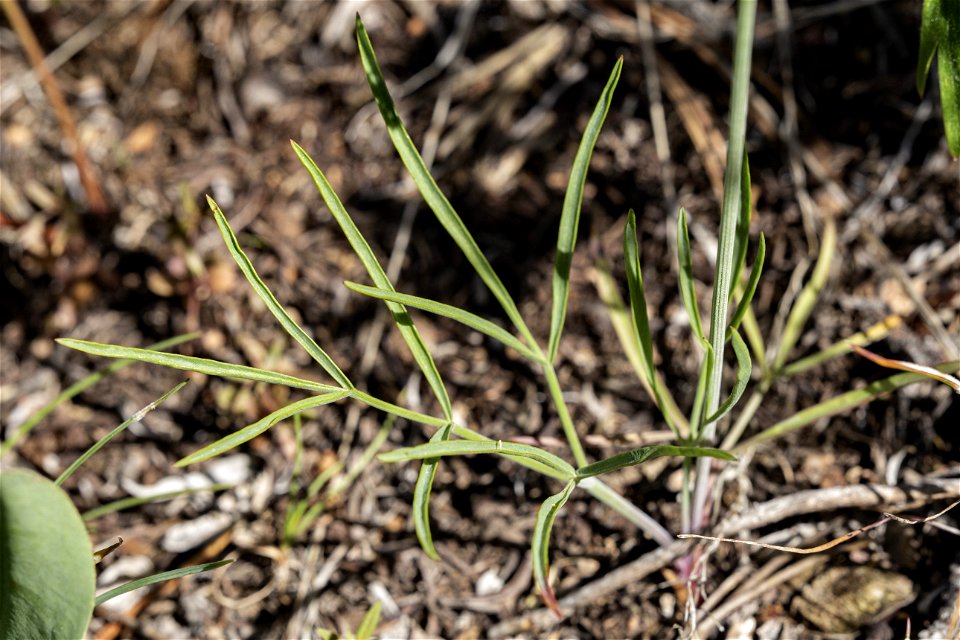 Lomatium simplex