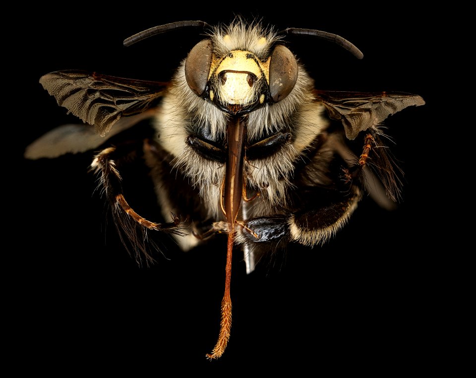 Anthophora plumipes, m, face, A. Koster, Netherlands_PMax UDR 01 copy