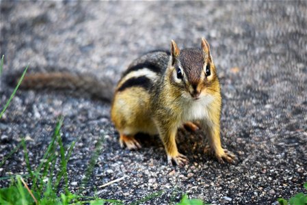 Eastern chipmunk