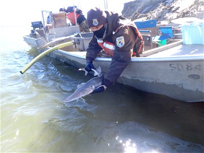 Releasing Pallid Sturgeon photo