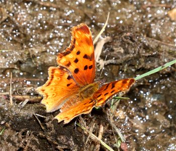 COMMA, HOARY (Polygonia gracilis)) (6-28-2021) 4900 ft, bear basin meadow, smith river nat rec area, del norte co, ca -06