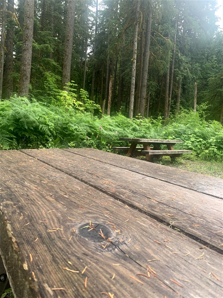 Old Sauk Picnic Area, Mt. Baker-Snoqualmie National Forest. Photo by Sydney Corral July 7, 2021