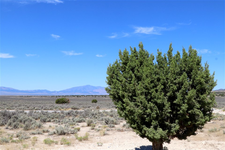 Fuel Type near Five Mile Pass; Lehi, Utah
