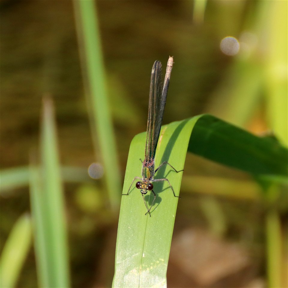 Calopteryx splendens photo