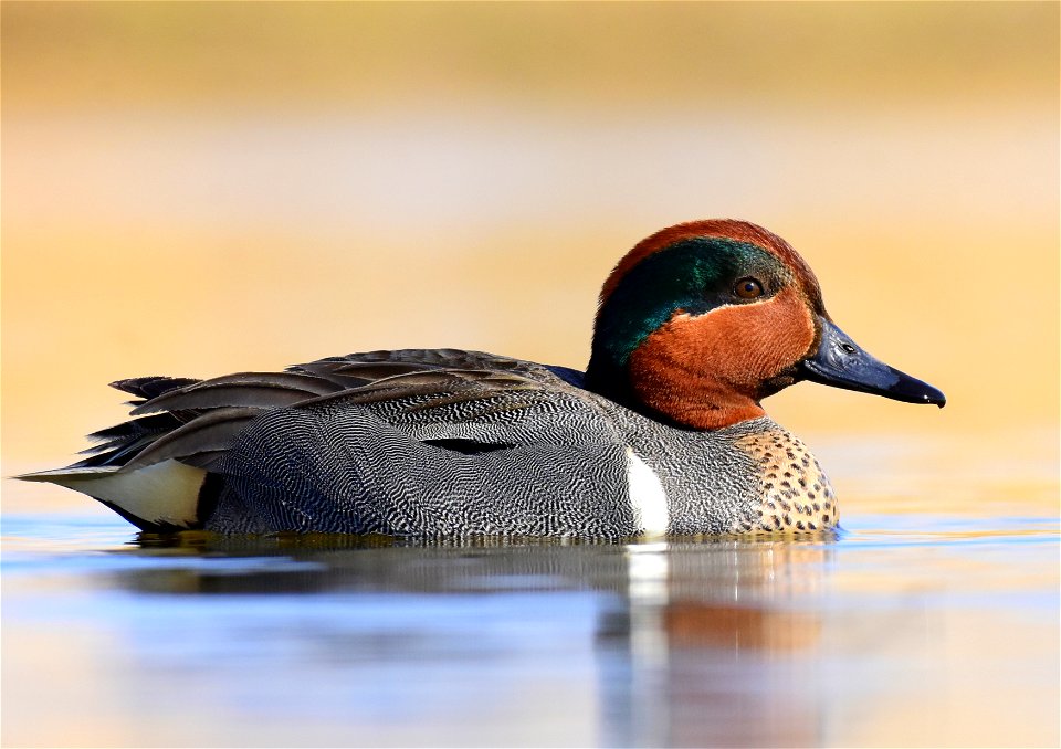 Green-winged teal at Seedskadee National Wildlife Refuge