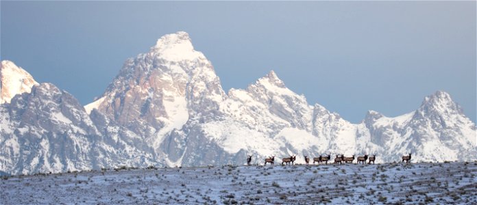 Elk on the National Elk Refuge