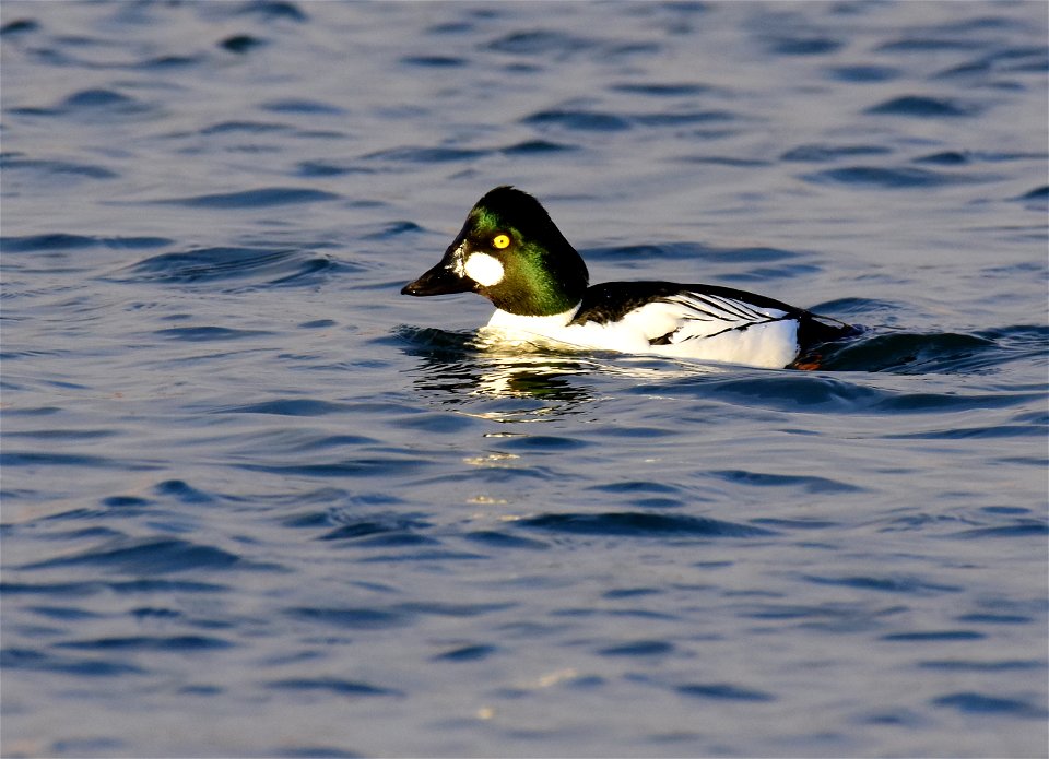 Common goldeneye at Seedskadee National Wildlife Refuge
