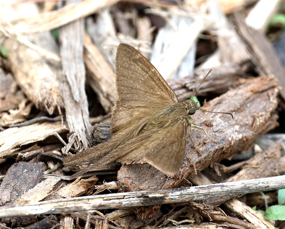 LONGTAIL, BROWN (Urbanus procne (12-16-2022) male, national butterfly center, mission, hidalgo co, tx -01