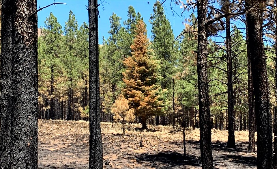Low burn severity site on Pipeline Fire