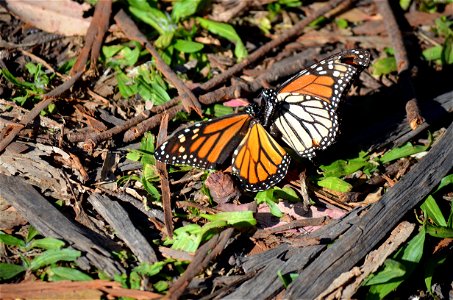 Mating monarchs photo