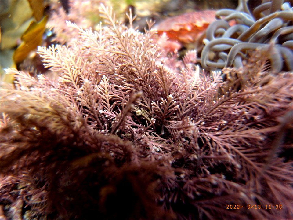 Rockpools, Greencliff, Abbotsham Cliffs , Westward Ho! North Devon. 13th June 2022