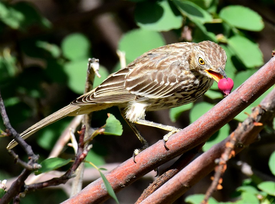 Sage thrasher at Seedskadee National Wildlife Refuge