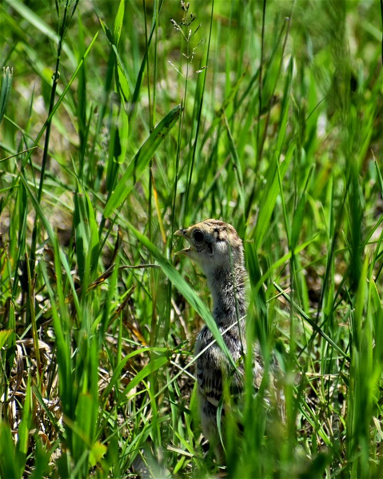 Pheasant Chick Lake Andes Wetland Management District South Dakota