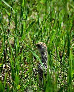 Pheasant Chick Lake Andes Wetland Management District South Dakota photo