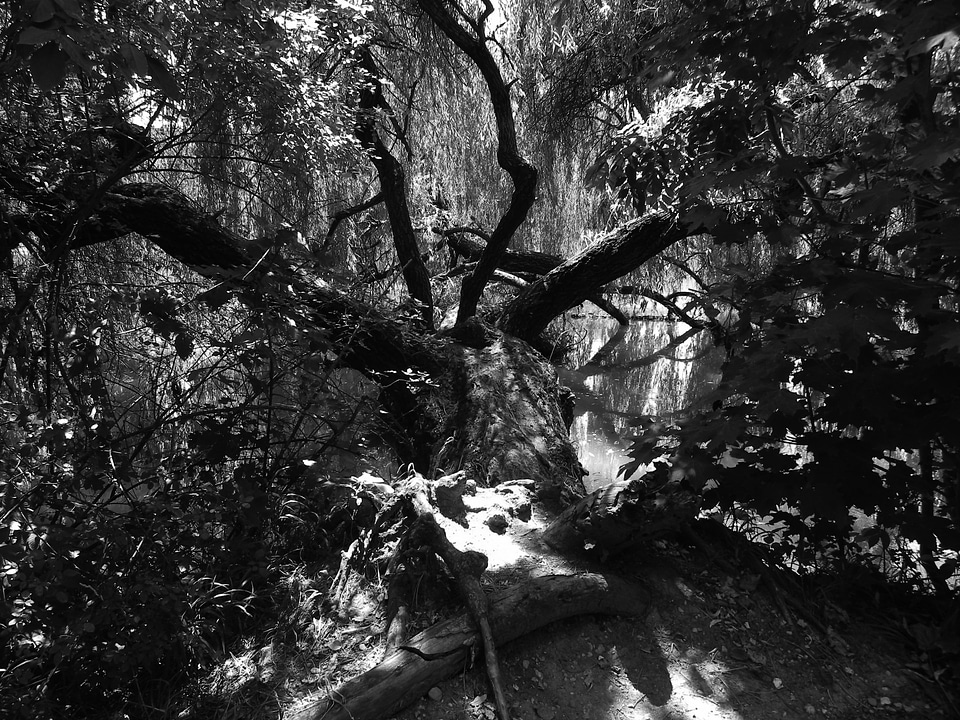 Shadow shadow play photographer