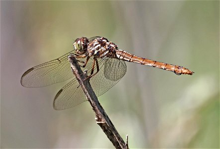 SKIMMER, ROSEATE (Orthemis ferruginea) (01-25-2023) imm male, santa ana nwr, hidalgo co, tx (4)