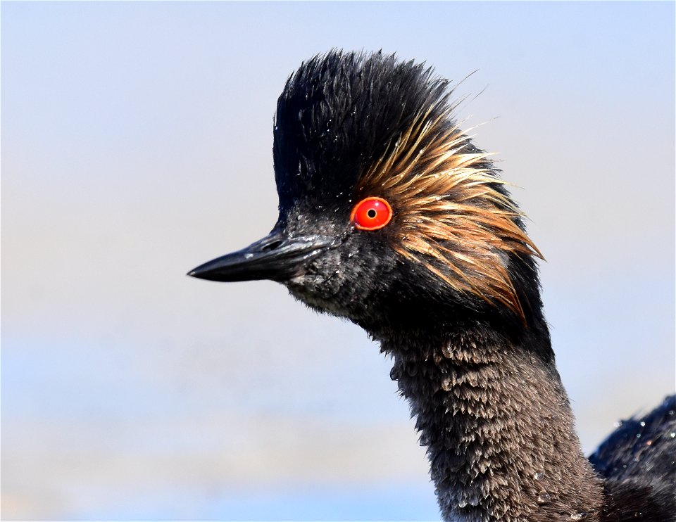 Eared grebe at Seedskadee National Wildlife Refuge