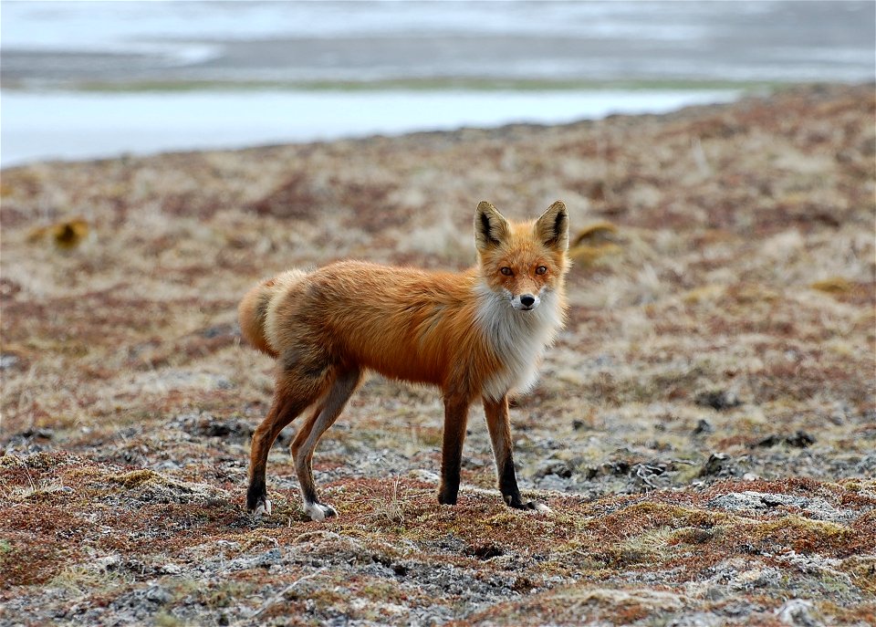 Red Fox photo