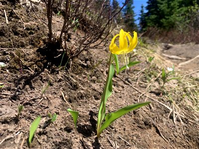 Green Mountain Trail, Mt. Baker-Snoqualmie National Forest. Photo By Sydney Corral June 28, 2021