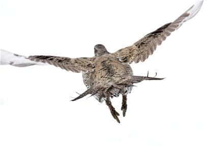 Greater sage-grouse on Seedskadee National Wildlife Refuge
