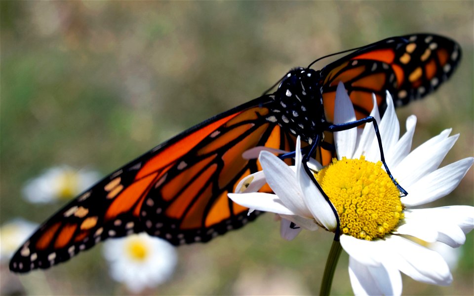 Monarch butterfly after emerging from chrysalis