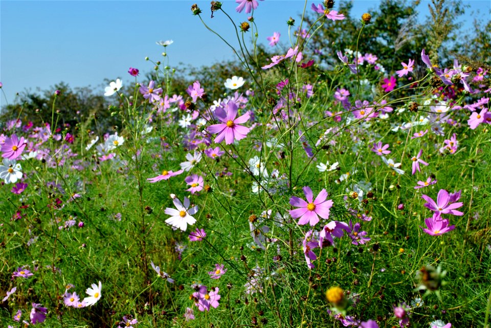 Cosmos Flowers