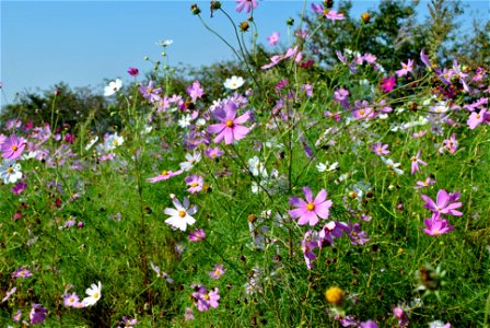 Cosmos Flowers photo