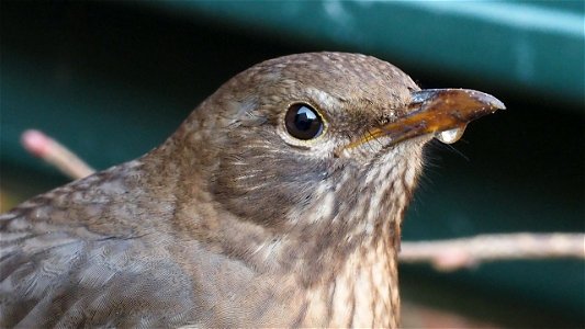 Durstiges Amselweibchen - Portrait
