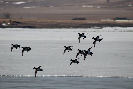 Lesser Scaup Flying Lake Andes National Wildlife Refuge South Dakota photo