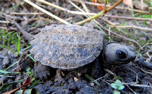 Common Snapping Turtle Hatchling photo