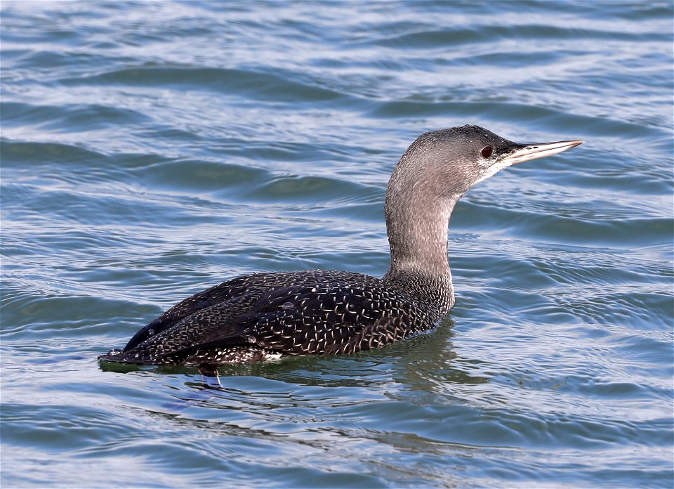 090- RED-THROATED LOON (10-22-2021) crescent city harbor, del norte co, ca (15)