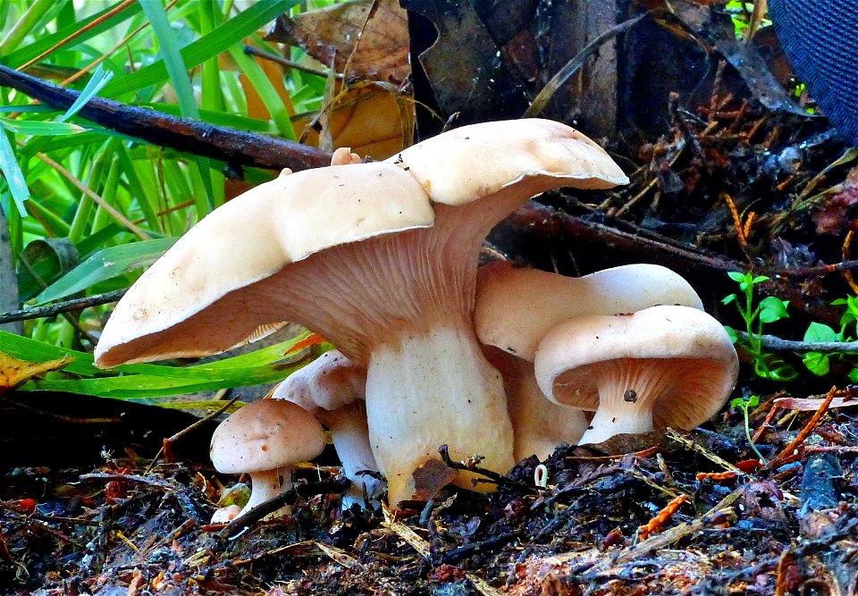 Lactarius photo